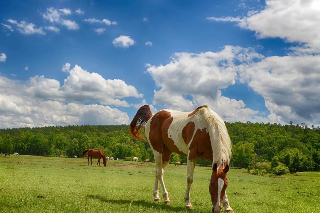 Arkansas